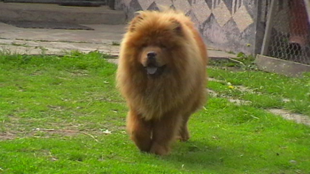 mascul - chow-chow maramures