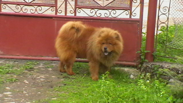 IMGA0303 - chow-chow maramures