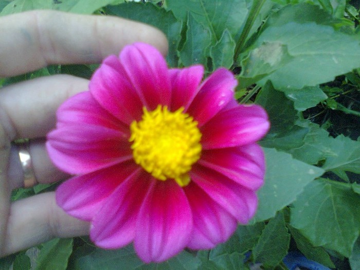  - Gradina 2012