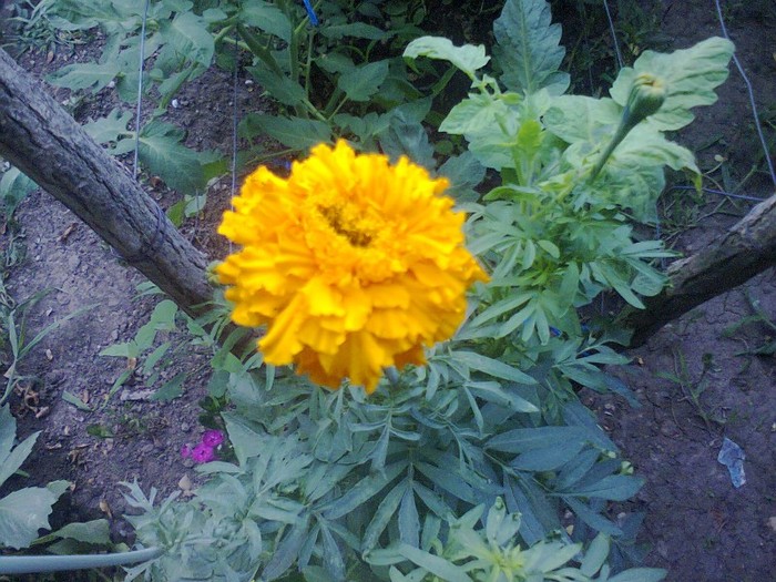  - Gradina 2012