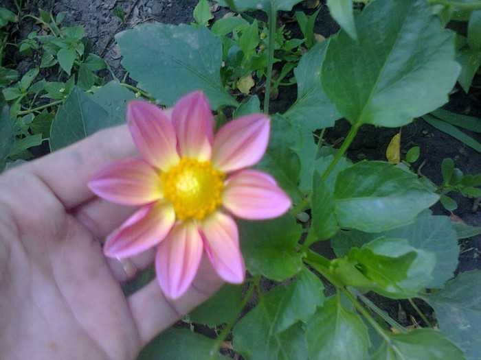  - Gradina 2012
