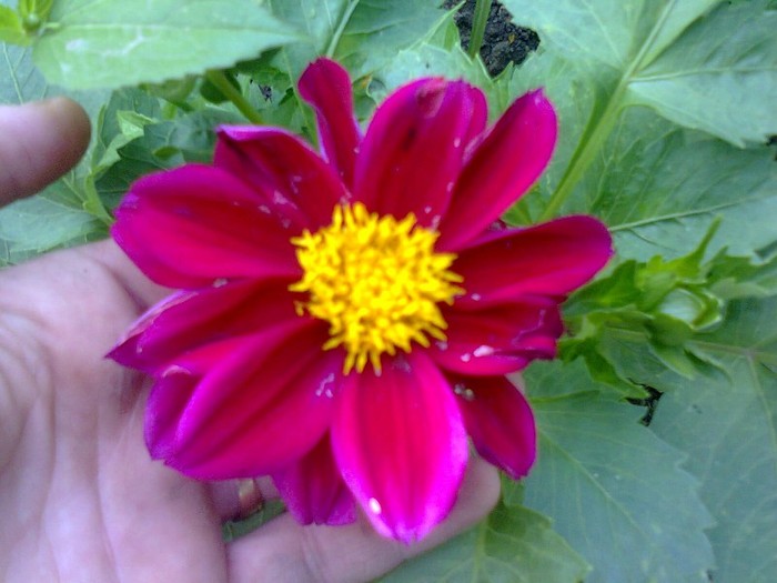  - Gradina 2012