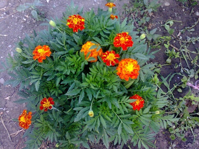  - Gradina 2012