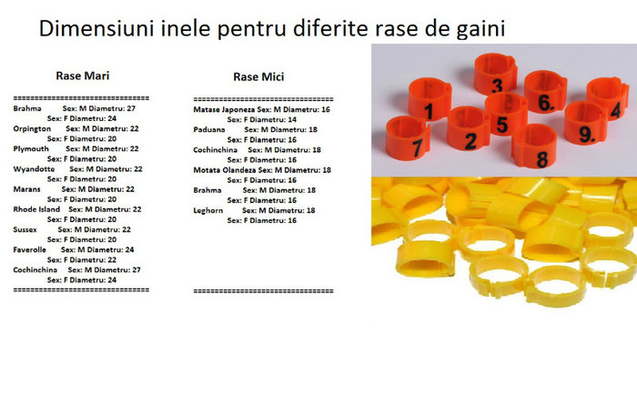 Dimensiuni Inele Gaini