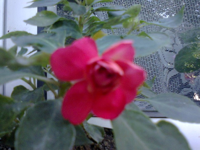  - A-Flori 2012