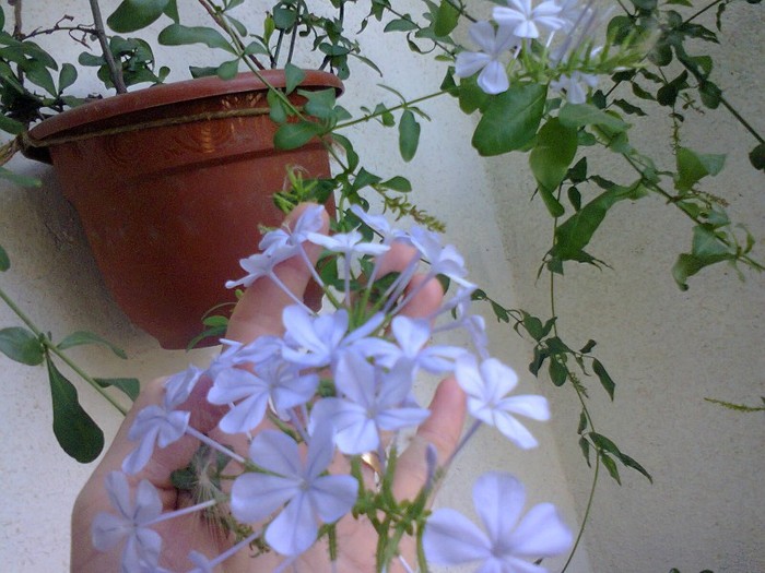  - A-Flori 2012