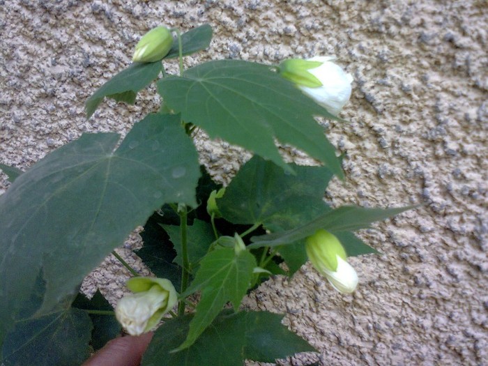  - A-Flori 2012