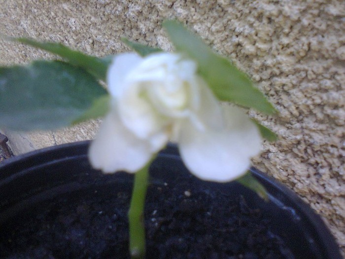  - A-Flori 2012