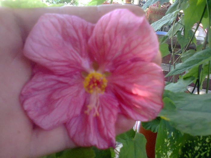  - A-Flori 2012