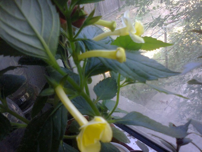 H. sunrise - A-Flori 2012