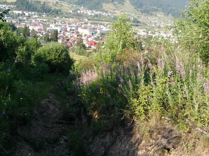 Fotografie2483; Florile de zburatoare si orasul Vatra-Dornei
