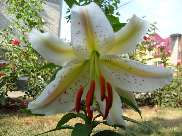 Crin Garden Party; extrem de parfumat!
