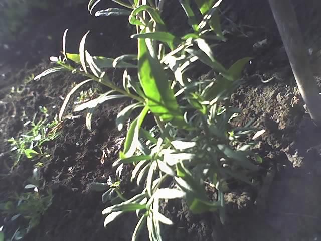 goji berry