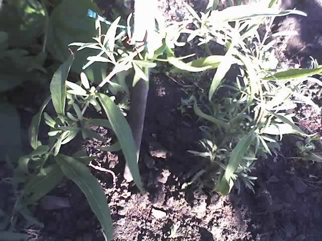13-07-12_0747 goji berry