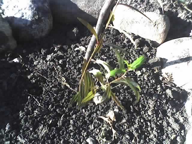13-07-12_0750 rodiu