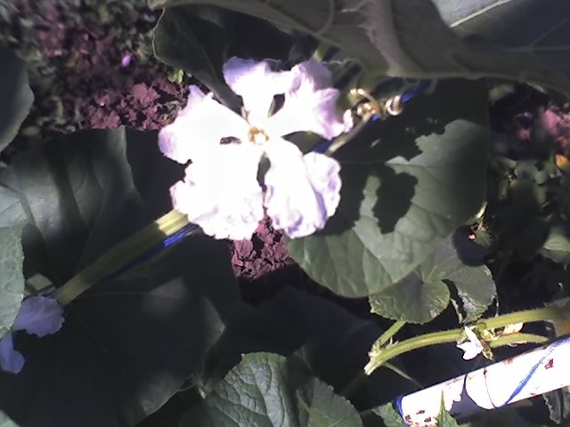 floare de 	 CASTRAVETE CUCUMBER - ARMENIAN