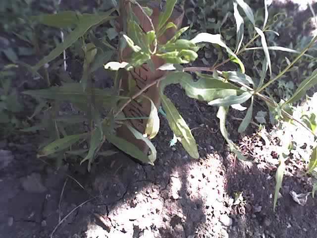 13-07-12_1006 goji berry