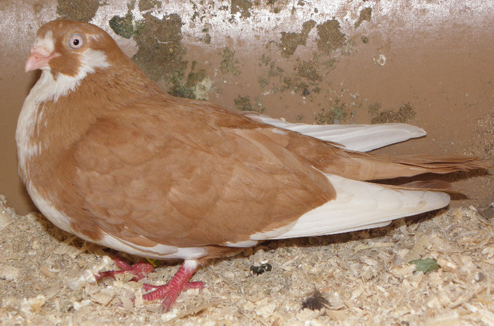 8g.m(2011)-vandut