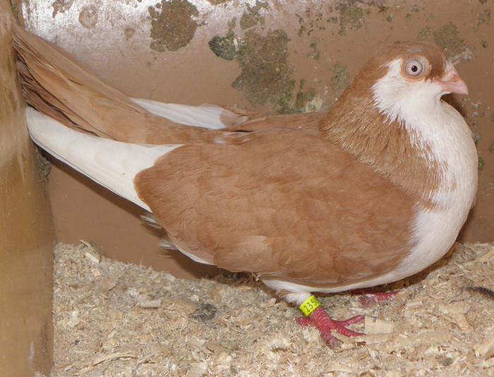 8g.m(2011)-vandut
