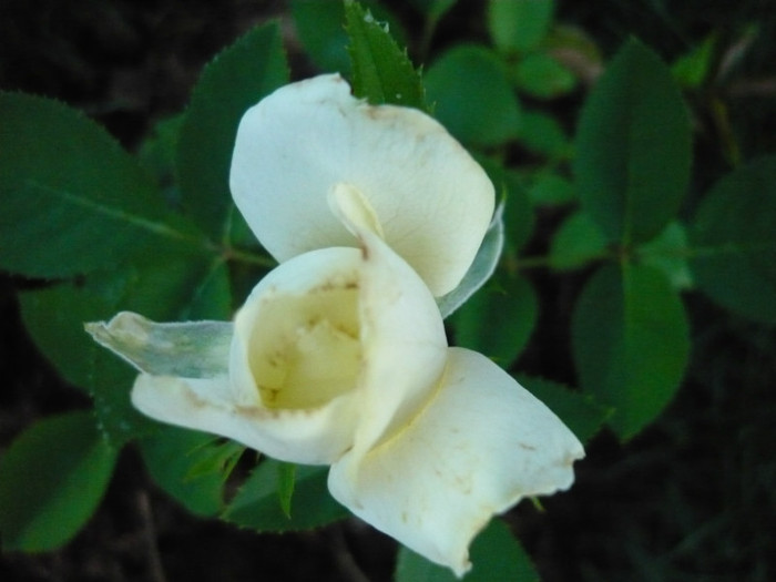 011 - TRANDAFIRI 2012-2013-2014