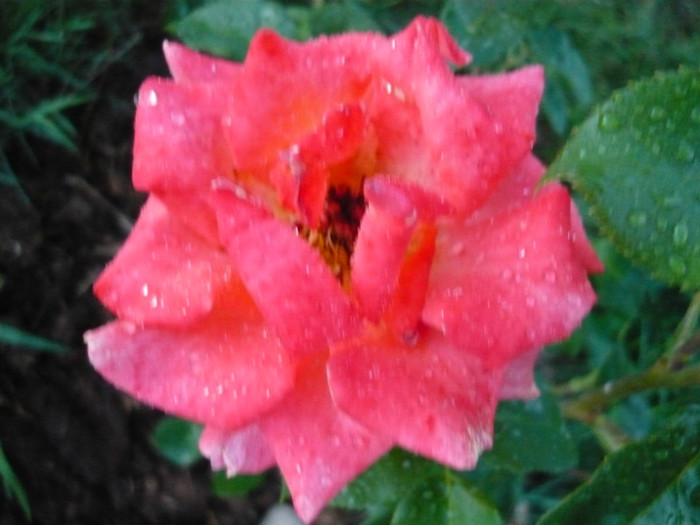 012 - TRANDAFIRI 2012-2013-2014