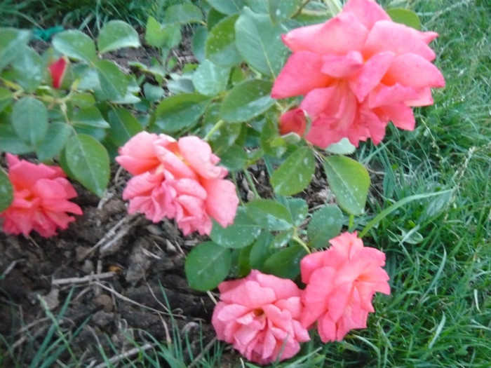 013 - TRANDAFIRI 2012-2013-2014