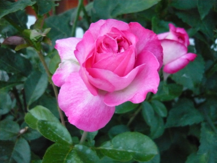 029 - TRANDAFIRI 2012-2013-2014