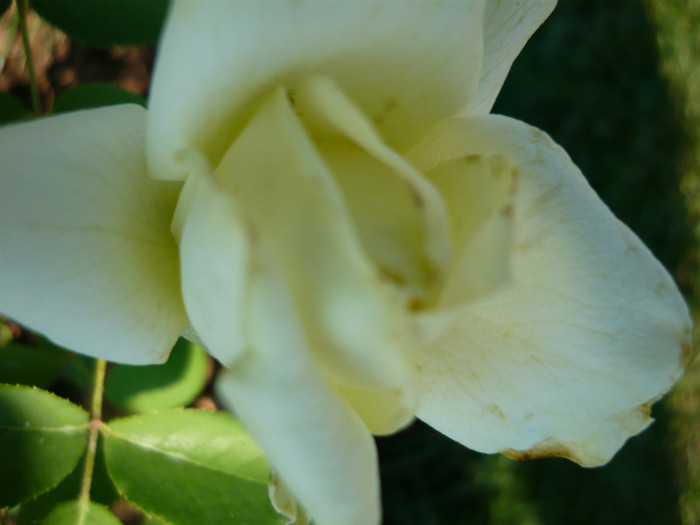 in sfarsit unul alb! - TRANDAFIRI 2012-2013-2014