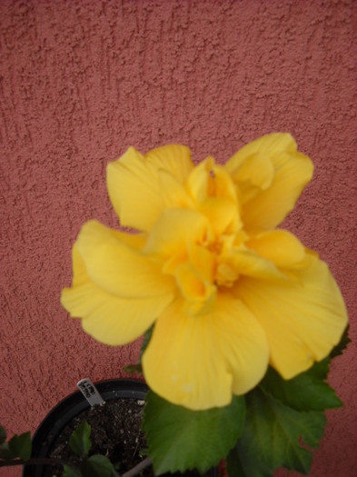 14 IULIE AM INFLORIT-PIERDUT - HIBISCUS - 2012