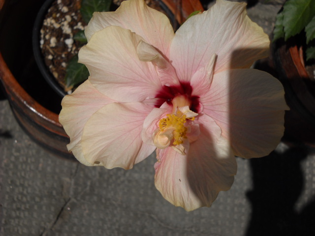 14 IULIE - HIBISCUS - 2012