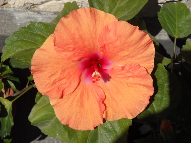 14 IULIE >2012 Pierdut