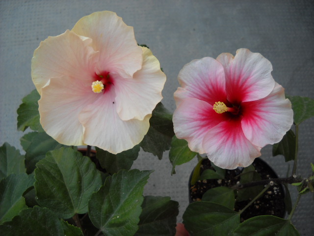 030 - HIBISCUS - 2012