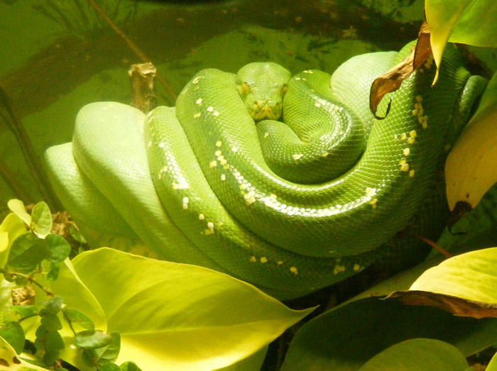 DSCN-8 - Green Tree Python Femela