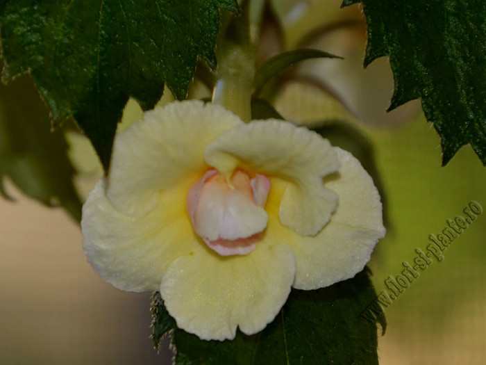 Achimenes Lemon Orchard; 2012
