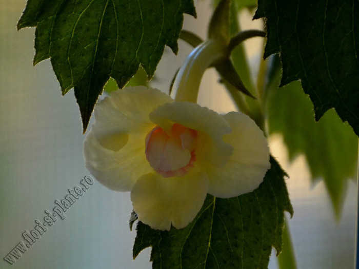 Achimenes Lemon Orchard; 2012
