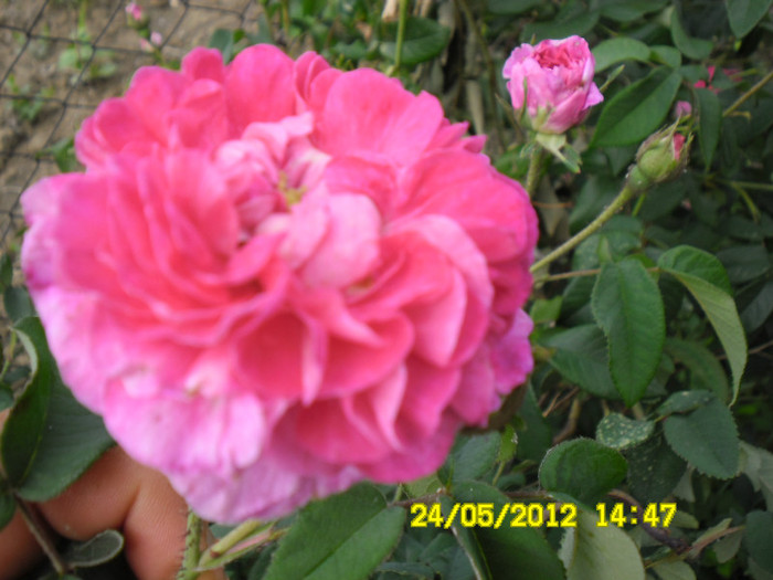 Trandafir pentru dulceata - TRANDAFIR PENTRU DULCEATA
