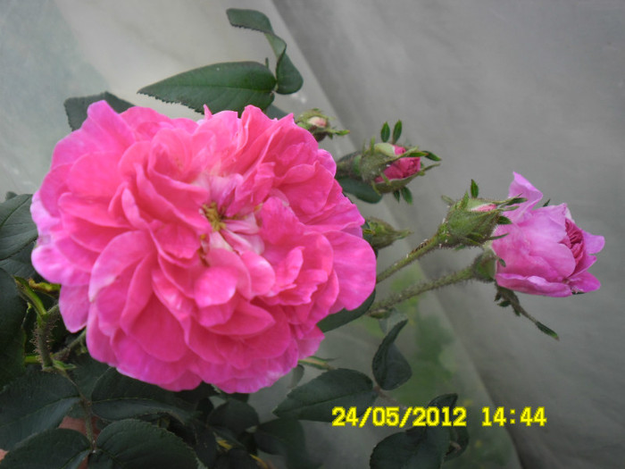 Trandafir pentru dulceata 1 - TRANDAFIR PENTRU DULCEATA