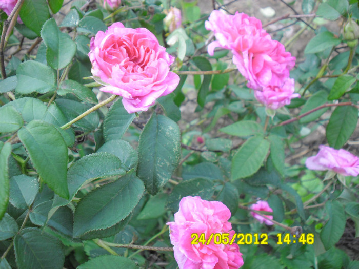 Trandafir pentru dulceata 2 - TRANDAFIR PENTRU DULCEATA
