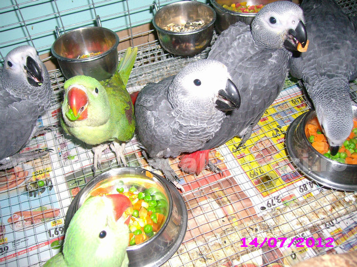 papagali Marele Alexander si Jako - vand papagali jako african grey - Timisoara