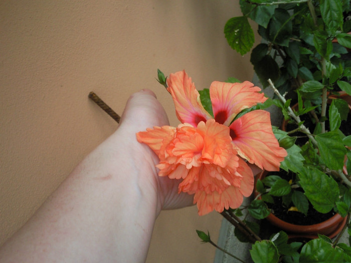 el capitolio orange - hibiscus