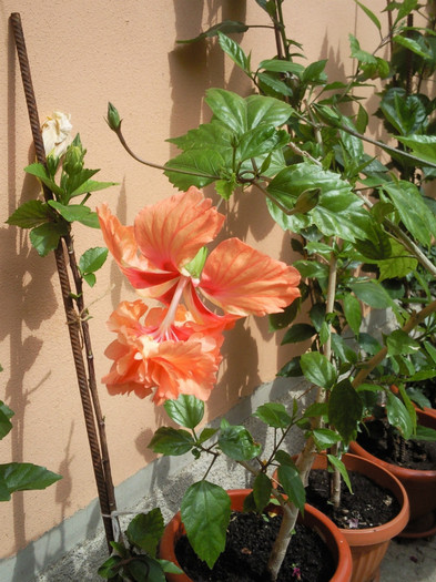 el capitolio orange - hibiscus