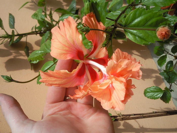 el capitolio orange - hibiscus