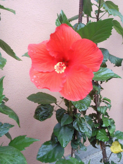 rosu simplu - hibiscus