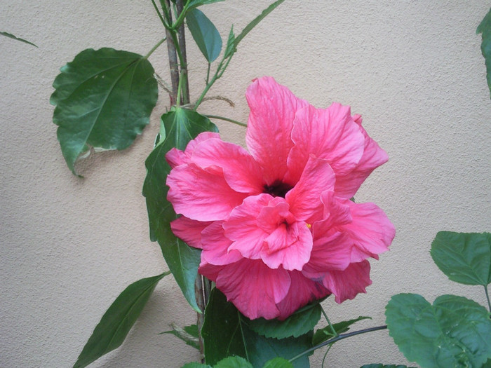ciclam batut - hibiscus