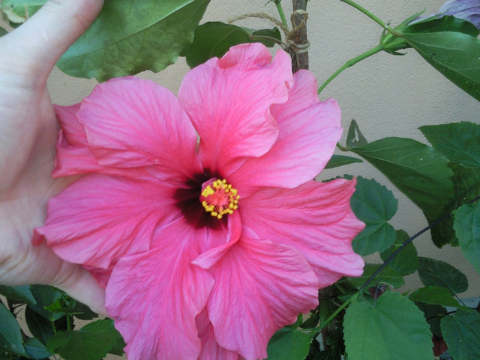 ciclam batut - hibiscus
