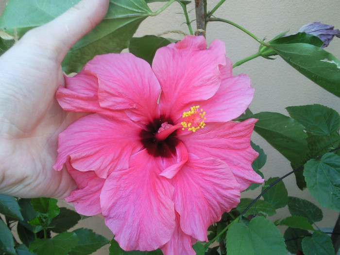 ciclam batut - hibiscus