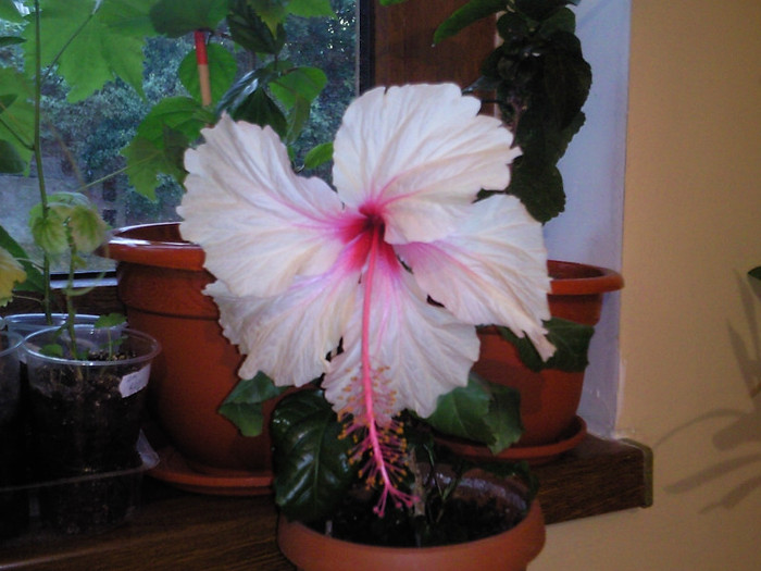 rowena weddind - hibiscus