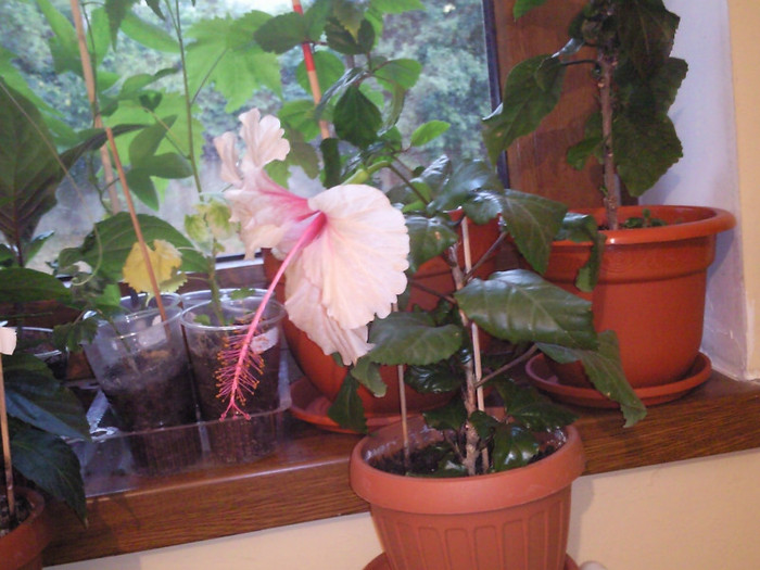 rowena wedding - hibiscus