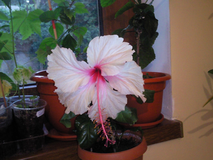 rowena wedding - hibiscus