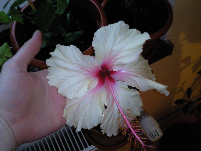 rowena wedding - hibiscus